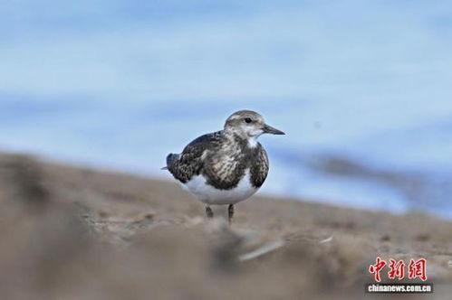 水鸟的资料,翱翔水面的优雅使者